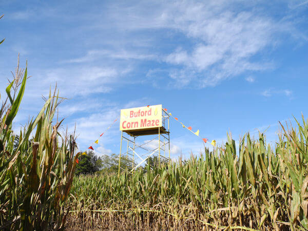 Mini Moo Weekend - Buford Corn Maze