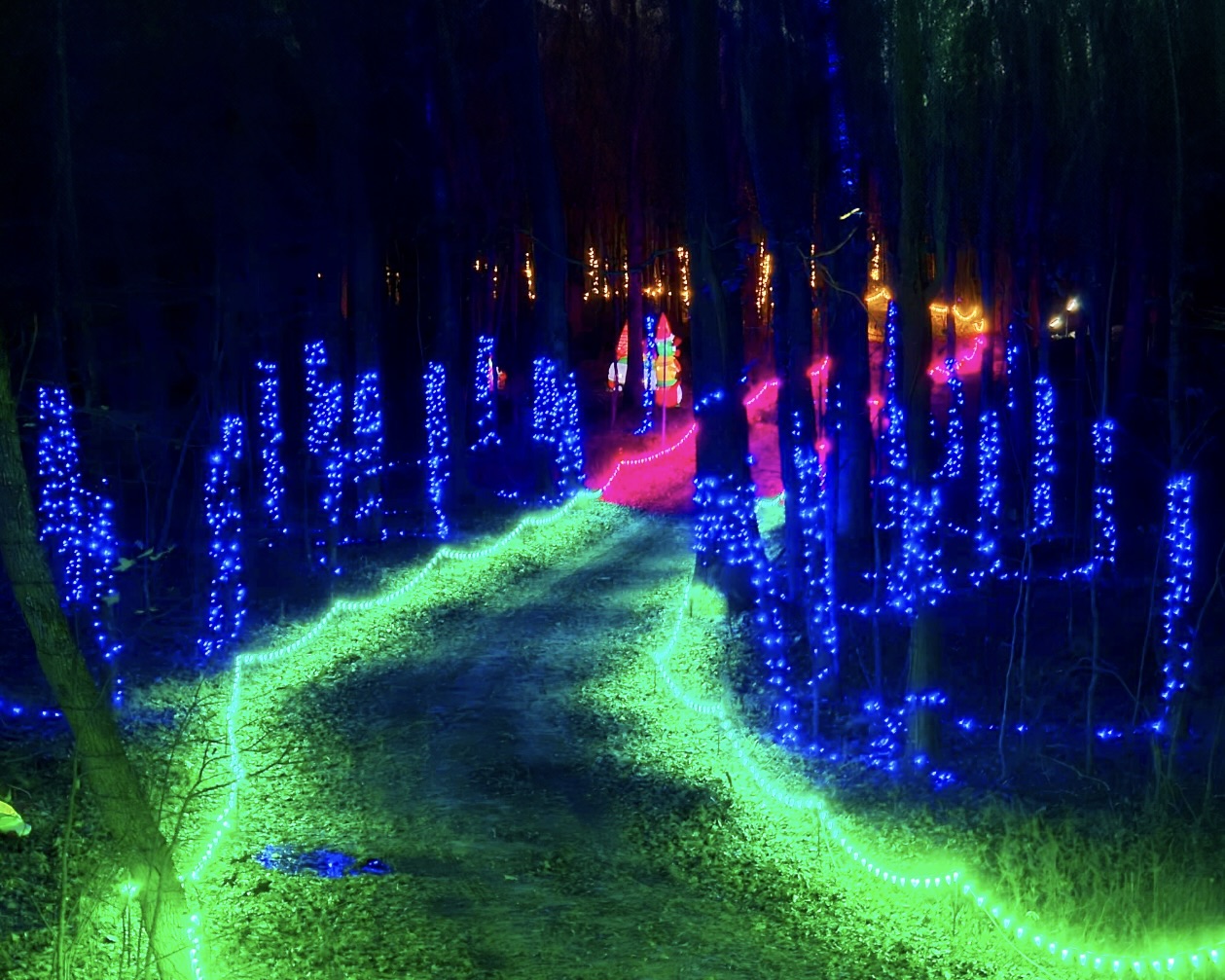 Car Ride Light Tour Through the Forest