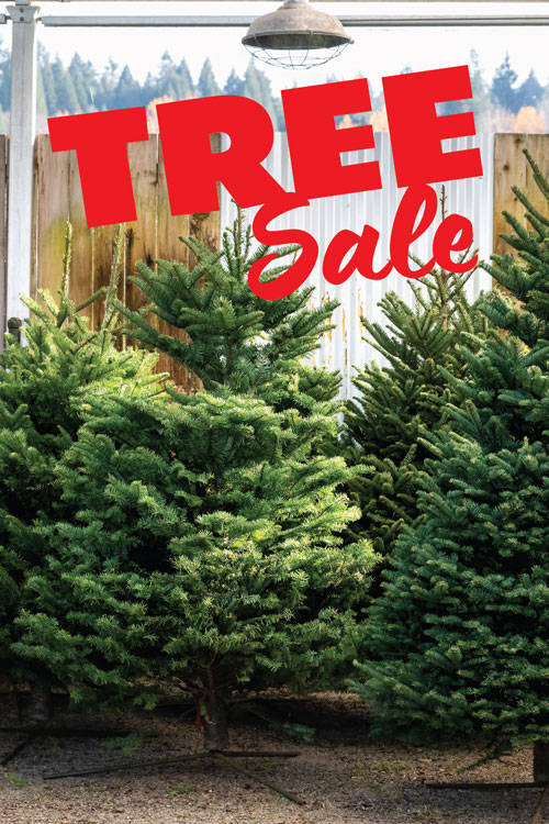 BCM_HomePageActivities_TreeSale_427x640